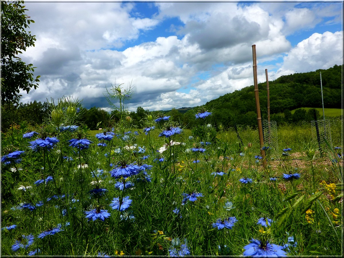 cosmos 20062013